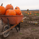 These pumpkins could use a little cinnamon and clove, don’t you think?